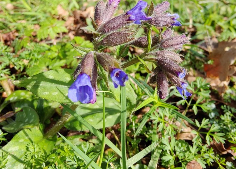 Landeronde chemin de l&rsquo;Ecureuil (arrêt de bus Saulniers ligne 14)