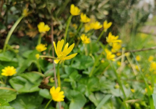 Sentier des Roitelets(Landeronde)