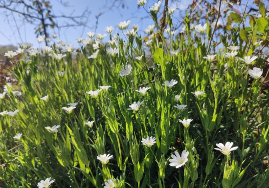 Sentier de la vallée de la Tinouze (Les Clozeaux)