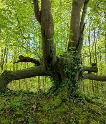 Sentier Agathéa (Mouilleron le Captif)