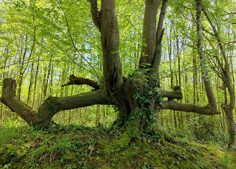 Sentier Agathéa (Mouilleron le Captif)