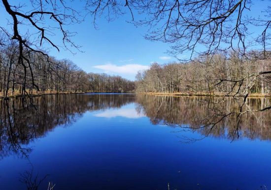 Chemin de la Ricotière Fougeré (accès ligne de bus Impulsyon n°15 arrêt- salle polyvalente)