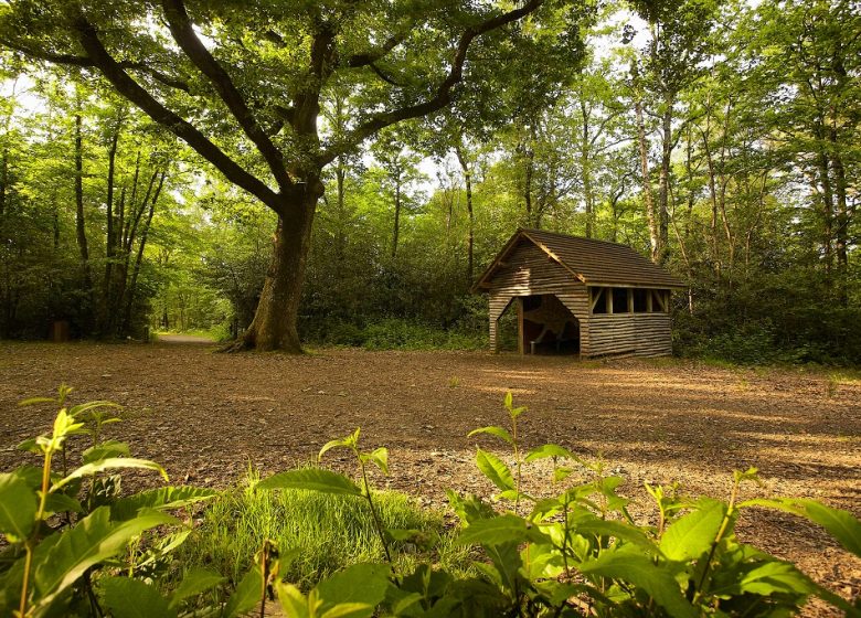 Bois des Girondins