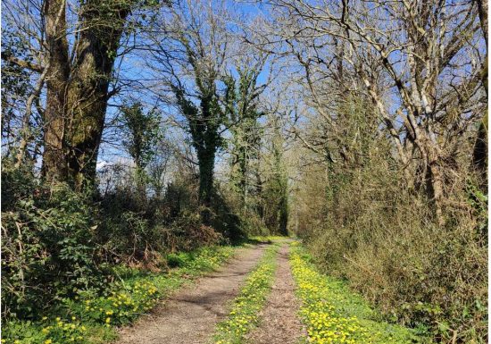 Le sentier du champ planté Venansault (accès ligne de bus Impulsyon n° 11- arrêt Guyon)