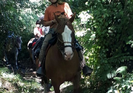 LA FERME DES LONGS CRINS
