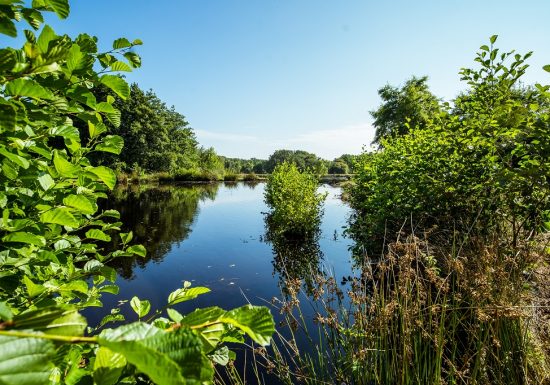 Sentier des Pervenches (Mouilleron le Captif)