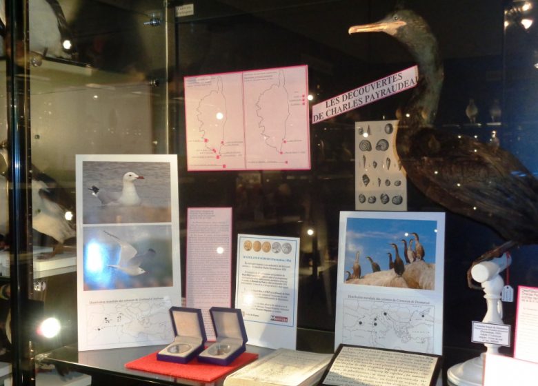 Journées européennes du patrimoine – Visite du Musée Ornithologique Charles Payraudeau