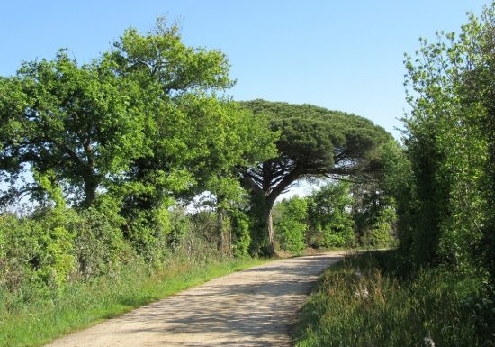 Sentier du Pin Parasol (Aubigny les Clouzeaux)