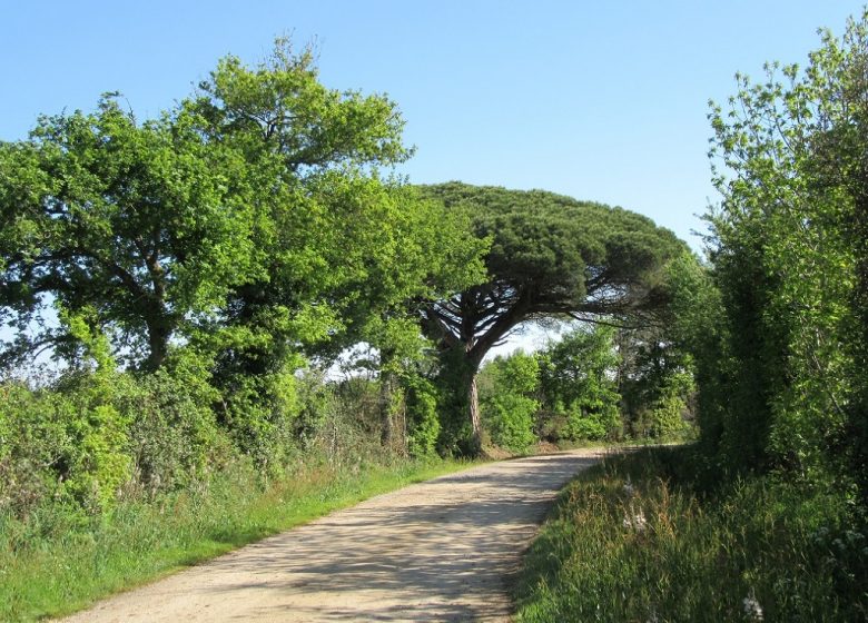 Sentier du Pin Parasol
