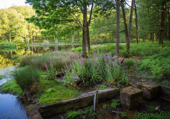 Sentier du Châtaigner (Fougeré)