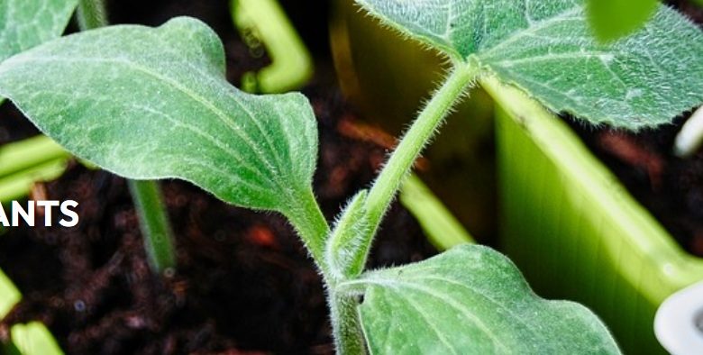 VENTE DE PLANTS
