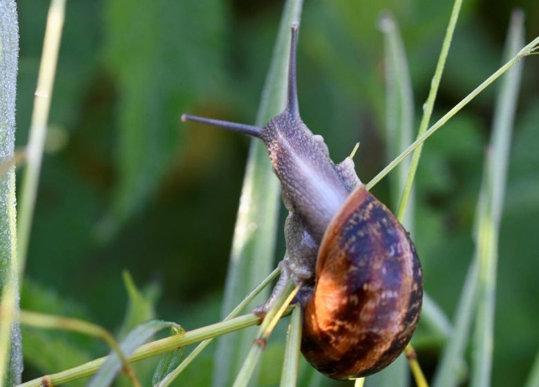 Animation : Escargots et compagnie