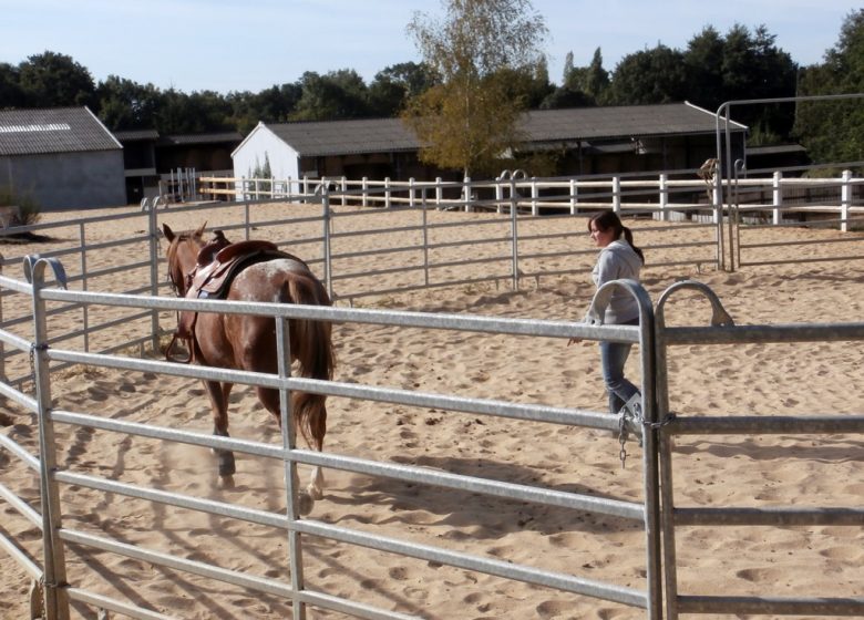 AMPERSAND STABLE