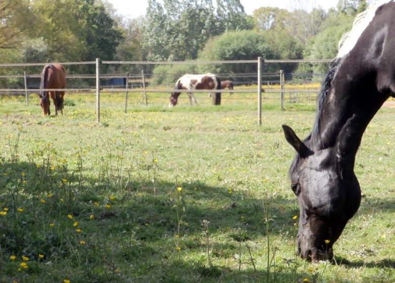 AMPERSAND STABLE