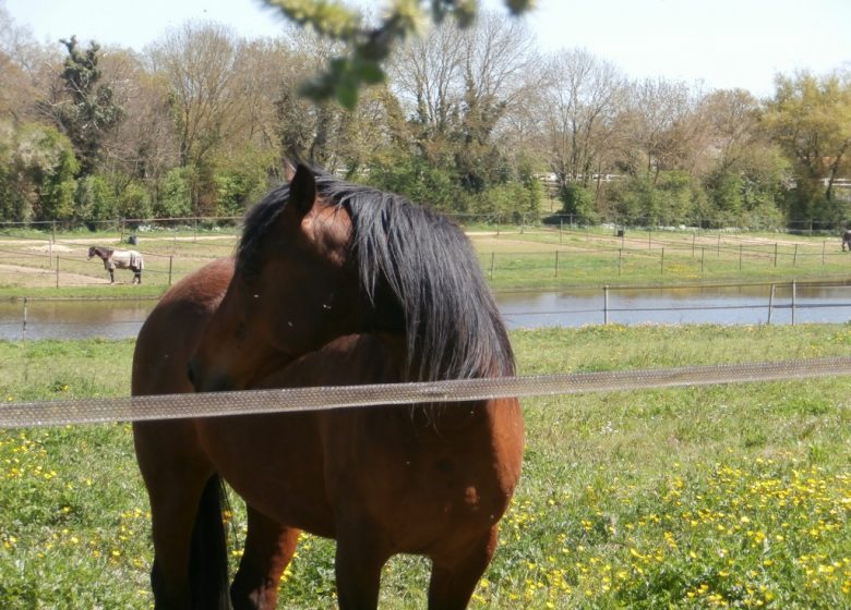 AMPERSAND STABLE