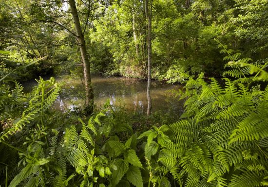 Vallée verte de l’Yon