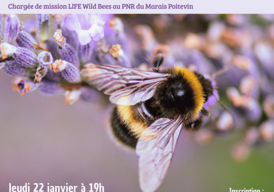 Conférence : abeilles sauvages, ces inconnues à protéger