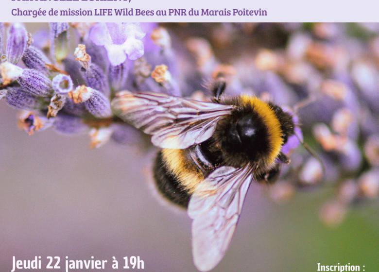 Conférence : abeilles sauvages, ces inconnues à protéger