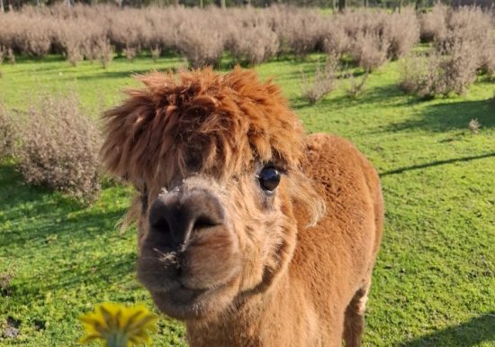 Camping l&rsquo;Ambois