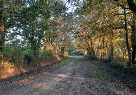 Sentier de la Battée (Thorigny)