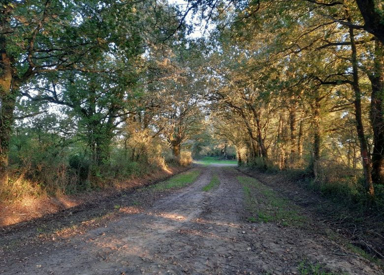 SENTIER DE LA BATTÉE