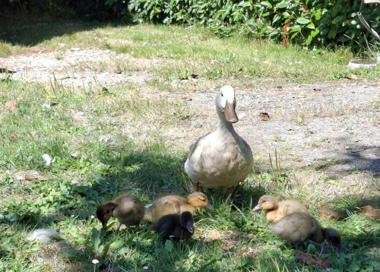 Camping l&rsquo;Ambois