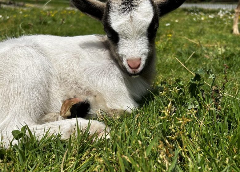 Camping l&rsquo;Ambois