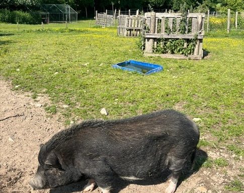 Soin aux animaux et visite de la La Ferme pédagogique de la Jarrie