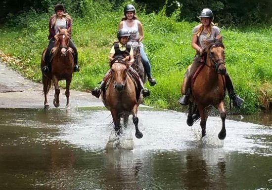 LA FERME DES LONGS CRINS