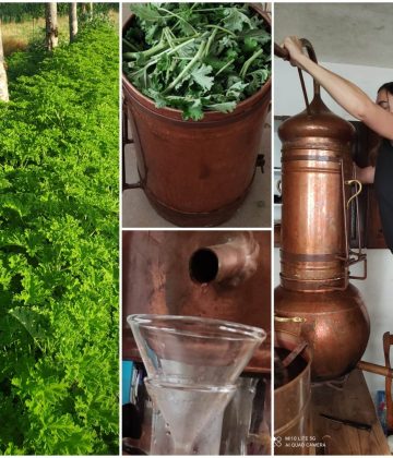 Atelier de distillation de plantes avec Ode aux plantes