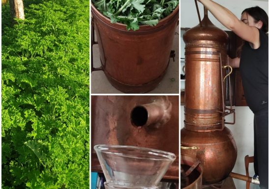 Atelier de distillation de plantes