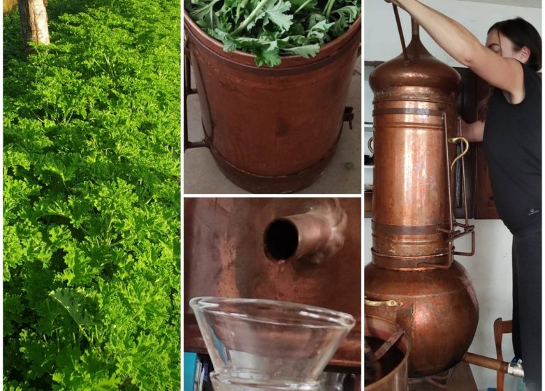 Atelier de distillation de plantes