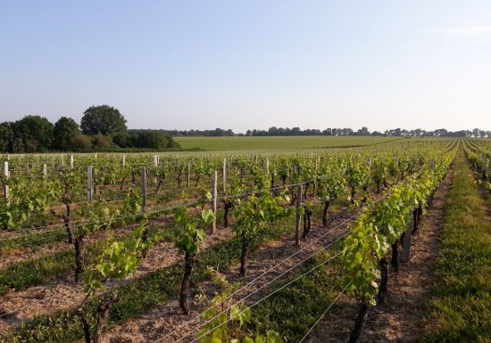 Domaine de la Vrignaie