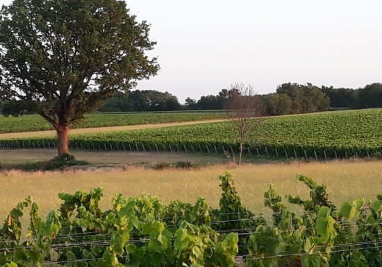 Domaine de la Vrignaie