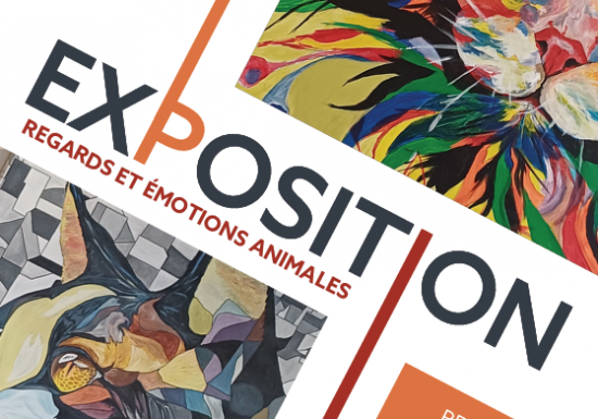 Exposition regards et émotions animales