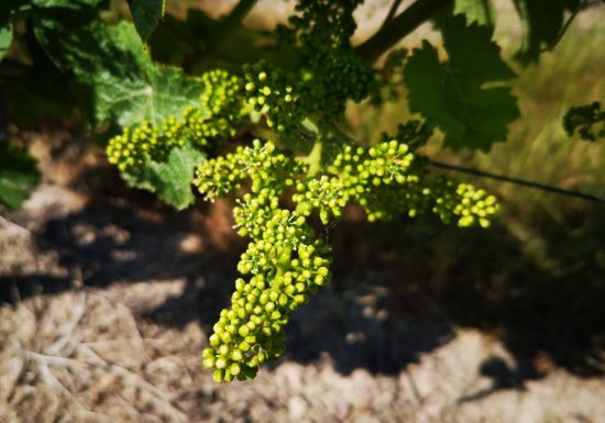 Domaine de la Vrignaie