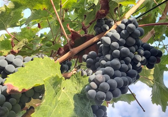 Domaine de la Vrignaie