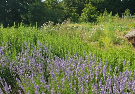 Visite d&rsquo;une production de plantes aromatiques et médicinales