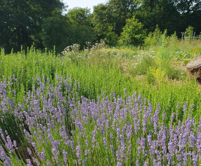 Visite d&rsquo;une production de plantes aromatiques et médicinales