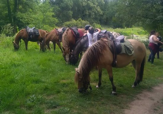LA FERME DES LONGS CRINS