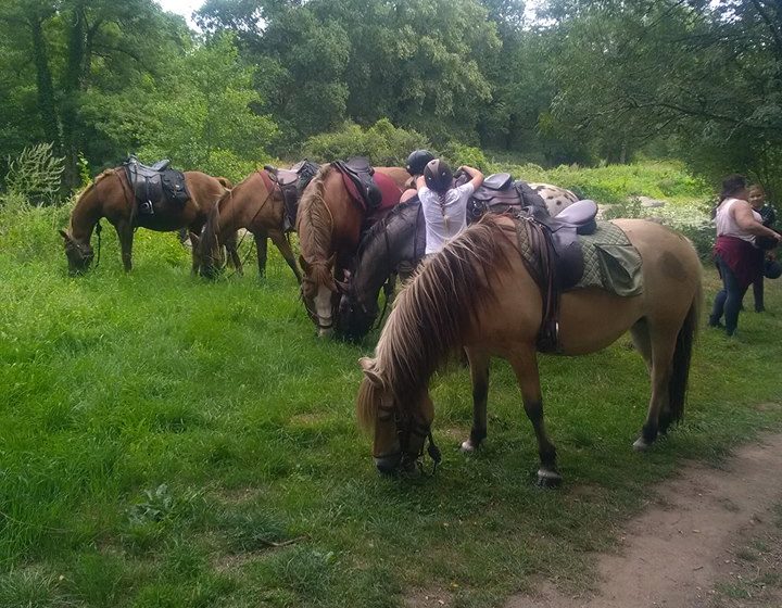 THE FARM OF LONG CRINS