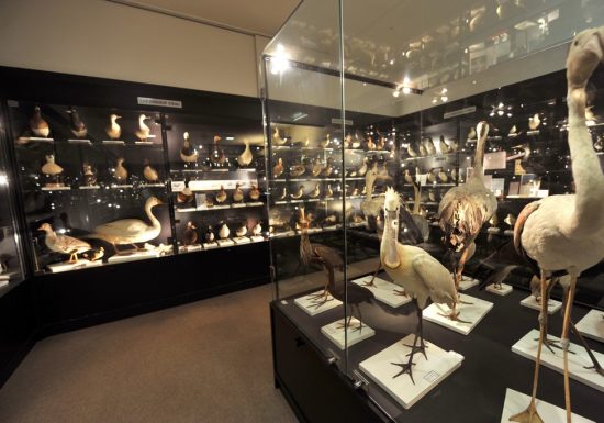 Musée ornithologique Charles Payraudeau