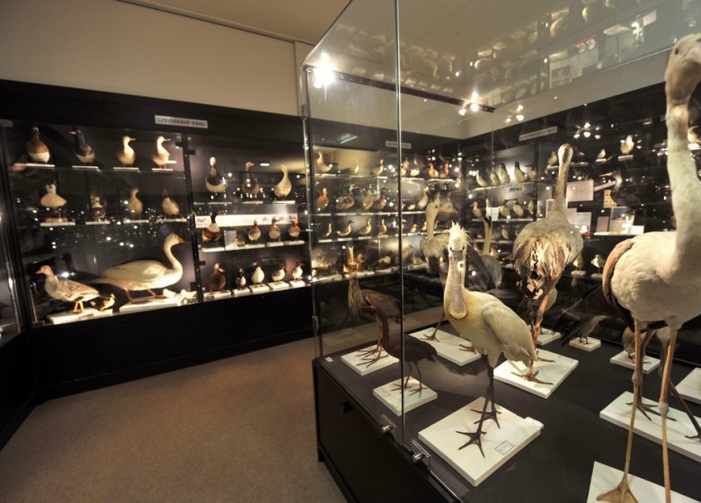 Musée ornithologique Charles Payraudeau