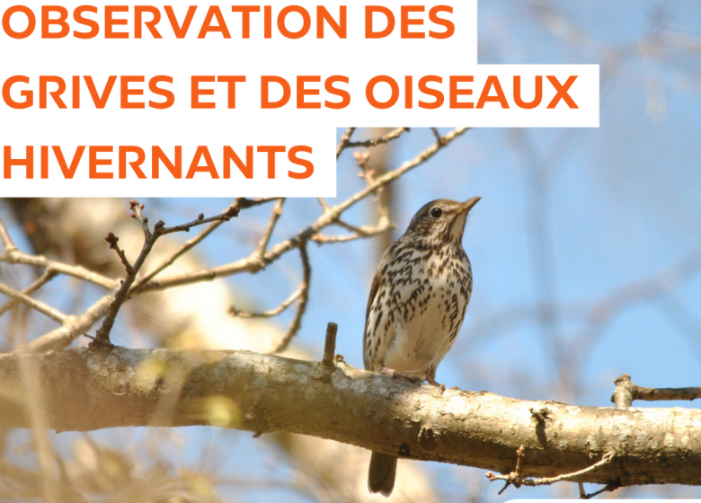 Observation des Grives et des oiseaux hivernants