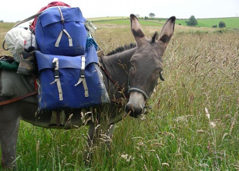 DONKEY WALKS