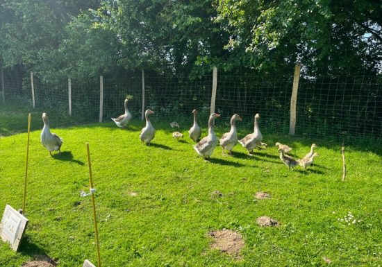 Soin aux animaux et visite de la La Ferme pédagogique de la Jarrie